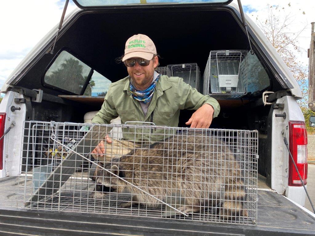 Port Saint Lucie raccoon trapping